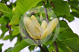 Yellow magnolia (Magnolia brooklynensis)