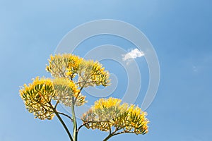Yellow Maguey Botton Flower with shinny blue sky background
