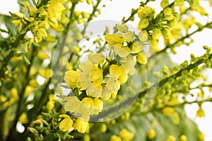 Yellow mahonia flowers