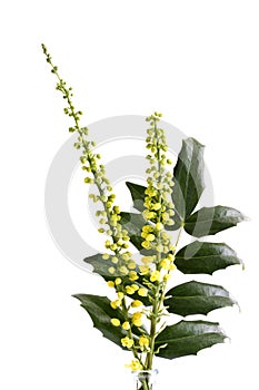 Yellow mahonia flowers