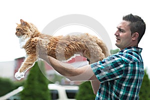 Yellow Maine Coon Cat