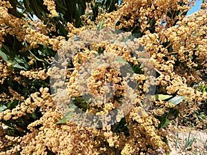 Yellow mango flowers on the tree