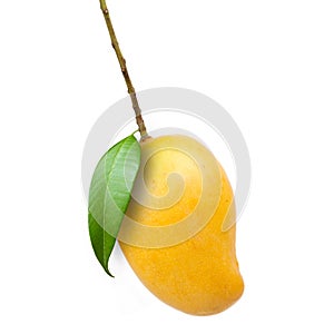 Yellow mango fruit with leaf and stem white background