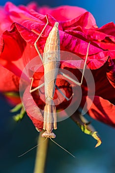 Mantis iris polystictica sits on red rose