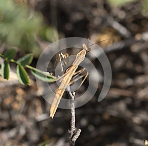 Yellow mantis on the nature. macro