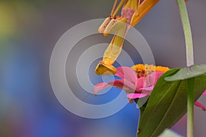 Yellow Mantises are an order Mantodea perched on a flower photo