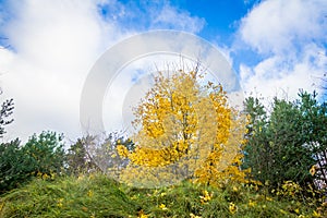 Yellow maple in fall.