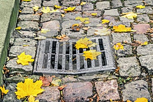 Yellow maple fallen leaves lie on a steel sewer drain grate