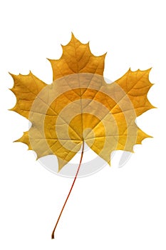 Yellow maple leaf.
