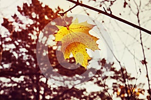 Yellow maple leaf as an