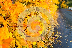 yellow maple leaf in the autumn