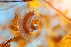 A yellow maple leaf in the autumn forest with blurred