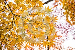 Yellow maple leaf in autumn season