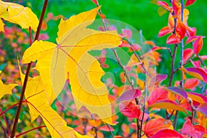 Yellow maple leaf a background of colored bushes