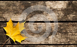 Yellow Maple Leaf Background