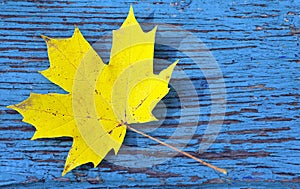 Yellow maple leaf on blue old wooden background.