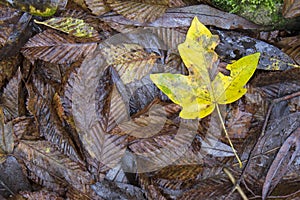 Yellow maple leaf among brown leaves