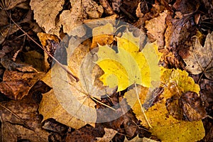 Yellow maple leaf on brown leaves