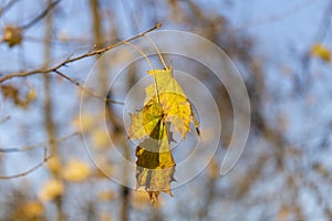 Yellow maple leaf. Colorful foliage in the park. Falling leaves natural background. Autumn season concept