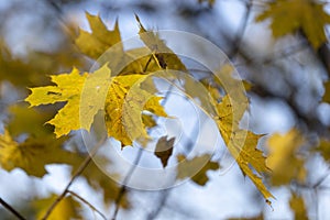 Yellow maple leaf. Colorful foliage in the park. Falling leaves natural background. Autumn season concept