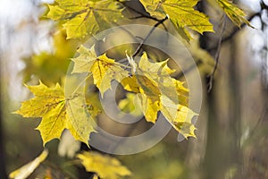 Yellow maple leaf. Colorful foliage in the park. Falling leaves natural background. Autumn season concept