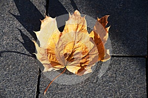 Yellow maple leaf on a dark tile.