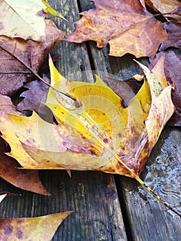 Yellow maple leaf and fall foliage