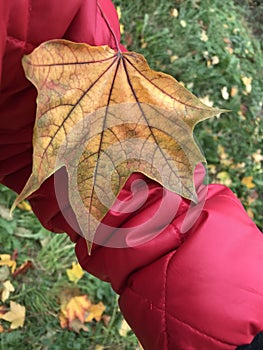 The yellow maple leaf fell from the tree onto the sleeve of the red jacket.