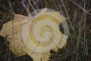 Yellow Maple Leaf on Forest Floor Among Small Plants