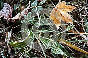 Yellow maple leaf with frost