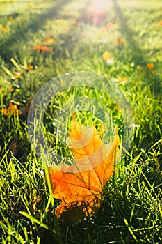 Yellow maple leaf in the grass