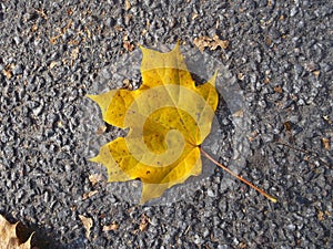 Yellow maple leaf on gray asphalt