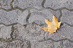 A yellow maple leaf that had fallen on the gray brick sidewalk