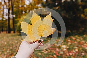 Yellow maple leaf in hand with nature in background. Colorful maple leave. Useful as seasonal autumn background