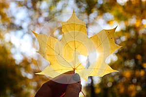 Yellow maple leaf with heart and sun glare in woman's hand against autumn foliage in park. Autumn mood, selective