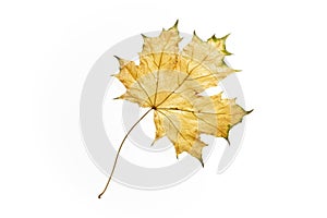 Yellow maple leaf isolate on white, natural color, dry yellowed autumn fallen maple leaf