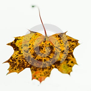 Yellow Maple Leaf Isolated on White
