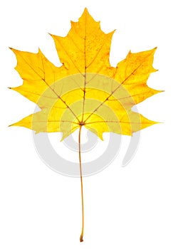Yellow maple leaf isolated on a white