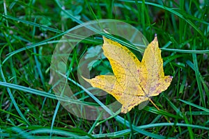 Yellow maple leaf laying on green grass