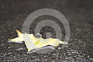 yellow maple leaf lays on wet dark asphalt road. Autumn background, copy space