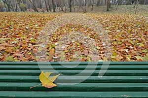 Yellow maple leaf lying on green wooden bench, nobody