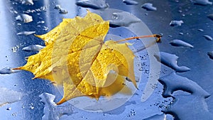 Yellow maple leaf on a metallic surface with raindrop