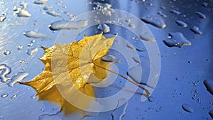 Yellow maple leaf on a metallic surface with raindrop