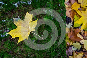 Image of Yellow maple leaf on the mossy grave in the church yard