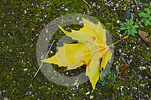 Yellow Maple Leaf on Mossy Ground