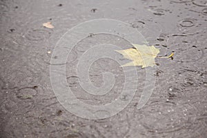 Yellow maple leaf in puddle