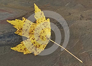 Yellow maple leaf on stone background