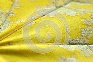 Yellow maple leaf surface background