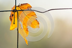 Yellow maple leaf symbolizes autumn. Acer