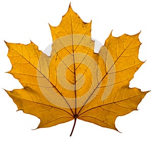 Yellow maple leaf on a white background is the most commonly used sun symbol